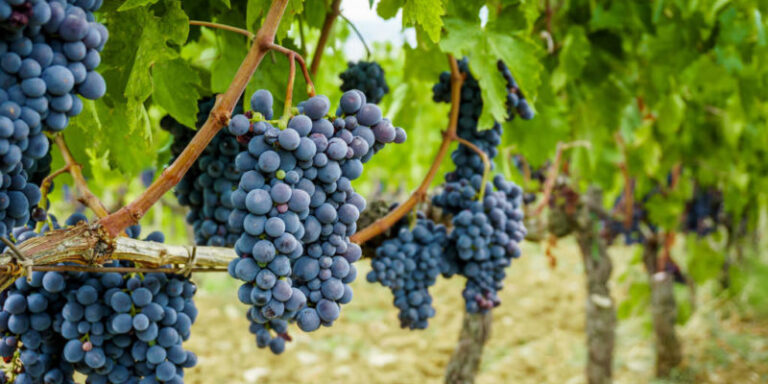 Il vino nello Spazio, l'avveniristico progetto italiano