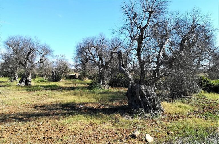 Droni e satelliti per salvare gli ulivi della Puglia dalla xylella